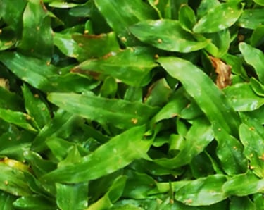 A close-up of a perfectly manicured Pearl Grass lawn, highlighting its fine texture 16 * 9