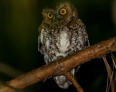 Bearded Screech-Owl on branch – nocturnal bird species seen during Chiapas night birding trip