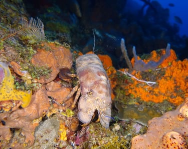 Spanish slipper lobster are very active at night and elusive day time