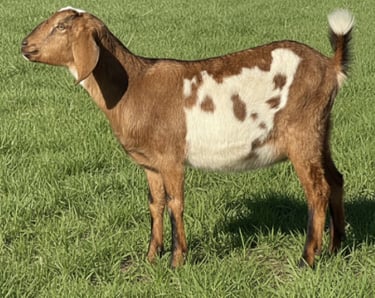 A wether standing in a pasture with other goats