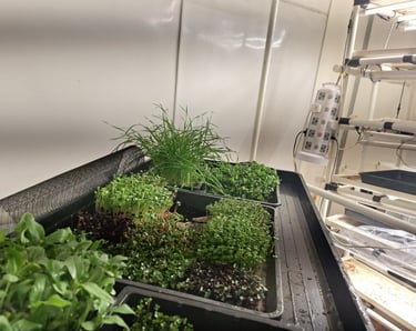 a picture of Early Greens microgreens nursery