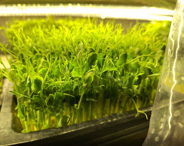  micro pea