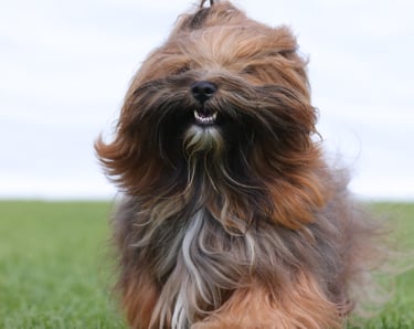 a dog is walking on the grass with a leash