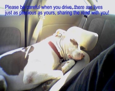 Sweet dog laying on a seat in a car