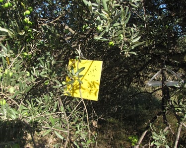 piege sexuel pour mouche de l'olive