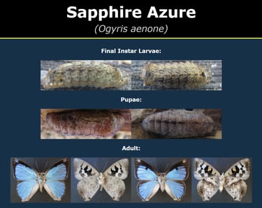 Développement et Maturation individuelle