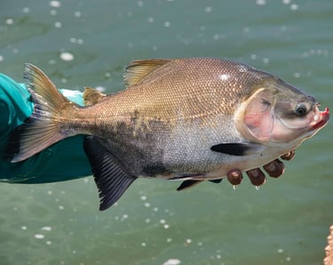 peixe tambaqui na mao de um pescador  agua verde cristal ao fundo.