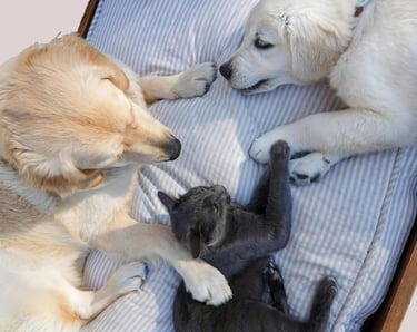dos perros acostados junto a un gato negro