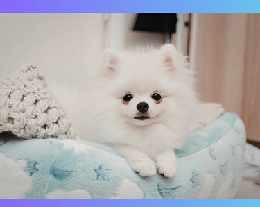 A small, fluffy white Pomeranian puppy resting comfortably in a blue and white patterned dog bed.