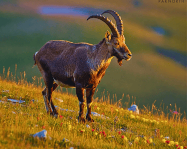 Musk deer at deosai national park