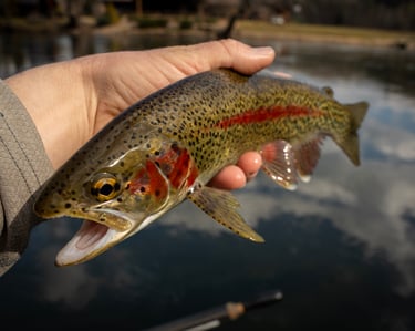 Rainbow trout on the South Holston River