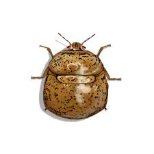 TLC Upstate Lawn & Pest Kudzu Bug Control