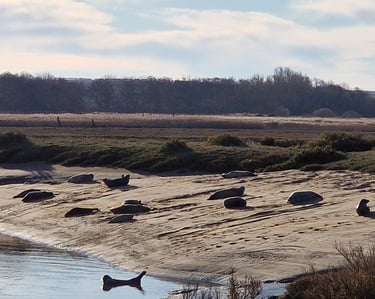 Basking Seals , Brancaster beach