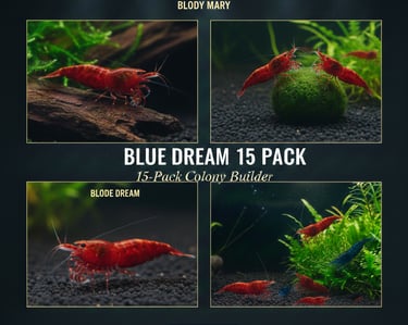 Bloody Mary 15-pack colony starter showing consistent deep red genetics.