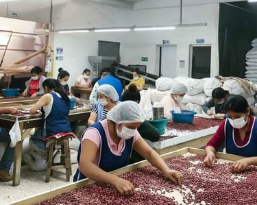 Seleccion-Manual-Granos-Frescos-La-Frijolera-Calidad-Superior-Artesanal