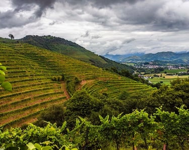 Excursion vignoble d’irouleguy