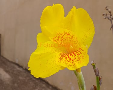 Flores: Natureza jardim, aleatória. Foto _03