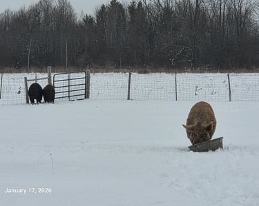three pigs in a fenced in area, in the snow