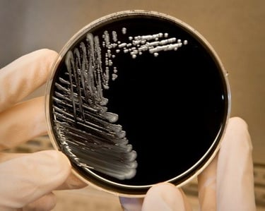 Técnico do Laboratório AMB examinando amostra de água para detecção de Legionella.