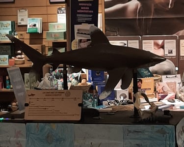 Hubert le requin de profil dans le magasin nature et découvertes