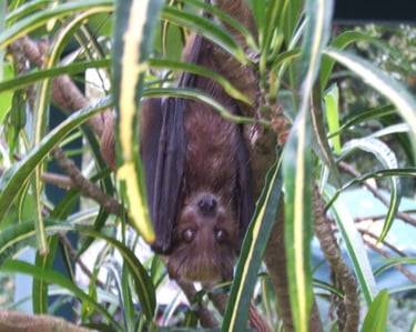 bat tour santo vanuatu