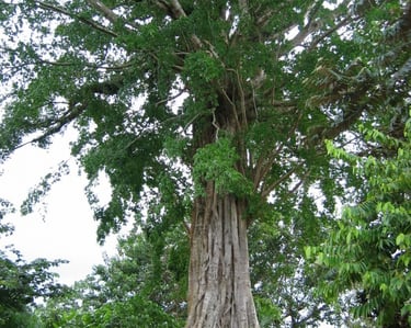 tree Tour Santo vanuatu