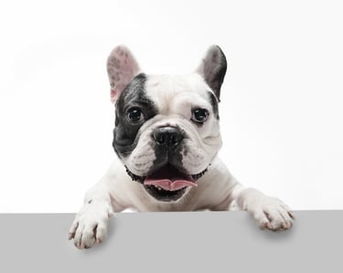 25 Best Dog Breeds for Highly Sensitive People (HSP)