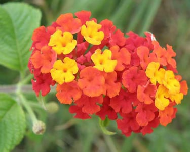 cinco negritos o lantana camara
