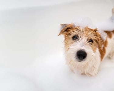 a terrier in a bubble bath