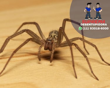 aranhas