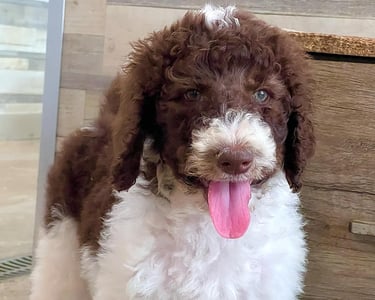 Chiot Aussie Doodle bicolore avec des tons blanc et brun, joueur et curieux.