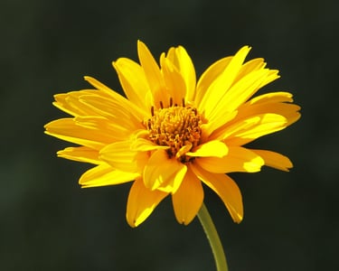 fleur d'arnica 