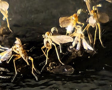 Fungus gnats stuck to a black sticky trap