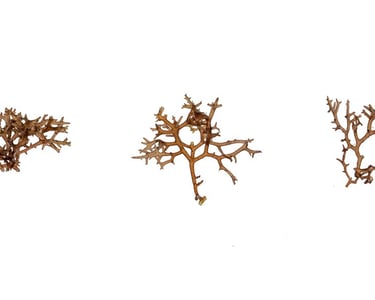 Hypnea sp.