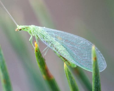 Lacewing beneficial insect