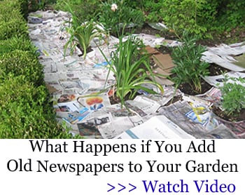 newspapers in the garden image