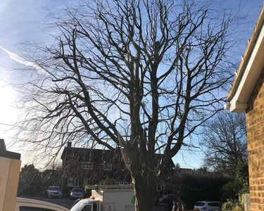 Crown thinning and deadwooding to reduce density