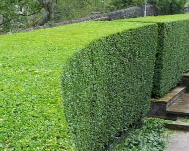 Hedge cutting with a clean, even finish