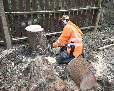 Tree removal carried out safely and left tidy