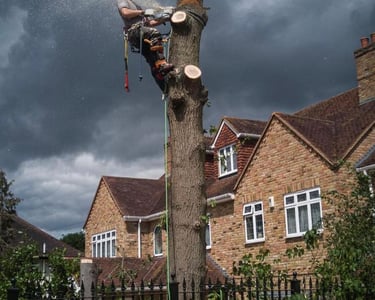 Tree surgery work improving shape and safety