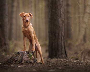 A brown Labrador puppy standing on a tree stump in a moody pet photography in wakefield