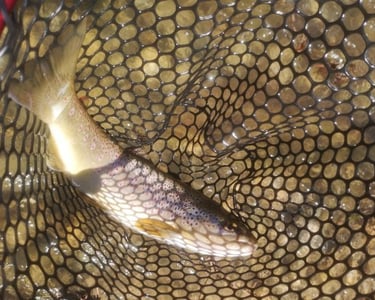 pêche à la nymphe au fil