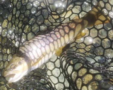 fabricant de nymphes