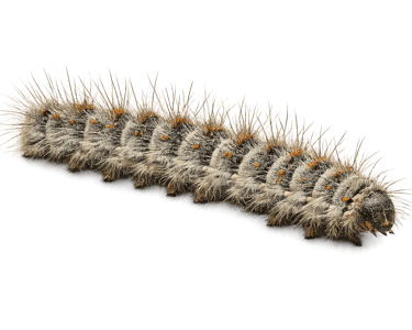 chenille processionnaire du chêne