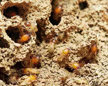 Diag Immo Geraldo effectue le diagnostic termites en Sud Touraine pour protéger le logement.