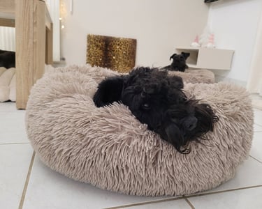 Vintus , étalon Diamants Noirs d'Also