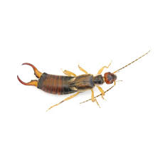TLC Upstate Lawn & Pest Earwig Control