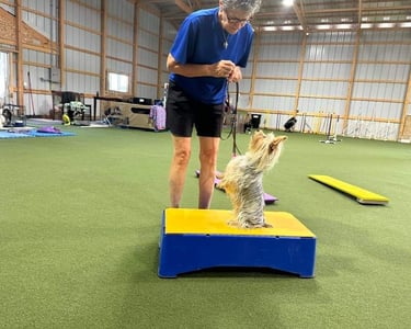 Puppy Training, Boot Camp, Caeli, Silky Terrier, Agility