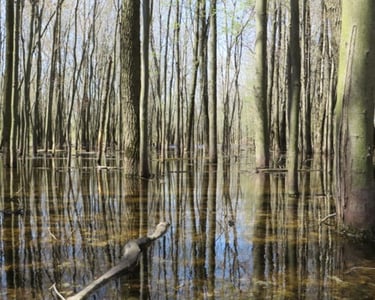 A flooded swamp identified during a natural heritage evaluation near King City, Ontario. 