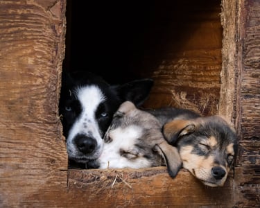 Préparation à l'arrivée d'un chiot au Pays Basque – Comme un Wouf
